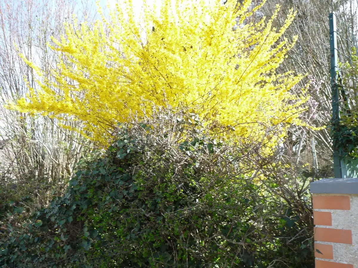 Photo fleurs jaunes et verdure
