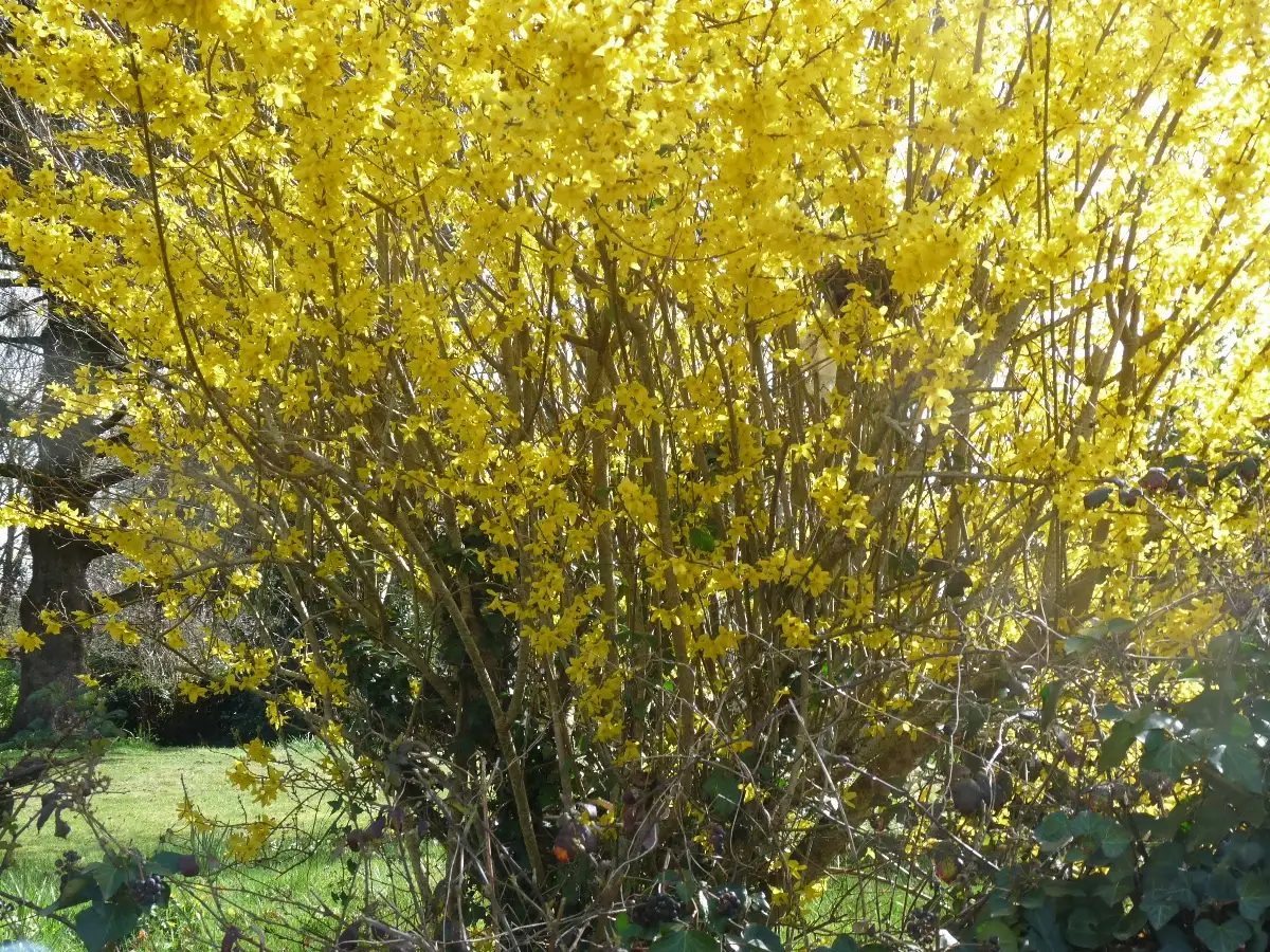 Photo arbre fleuri jaune