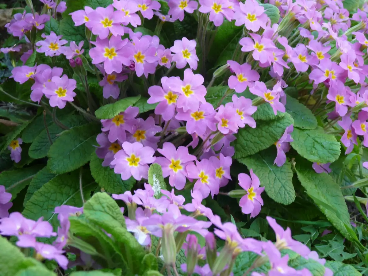 Photo fleurs violettes
