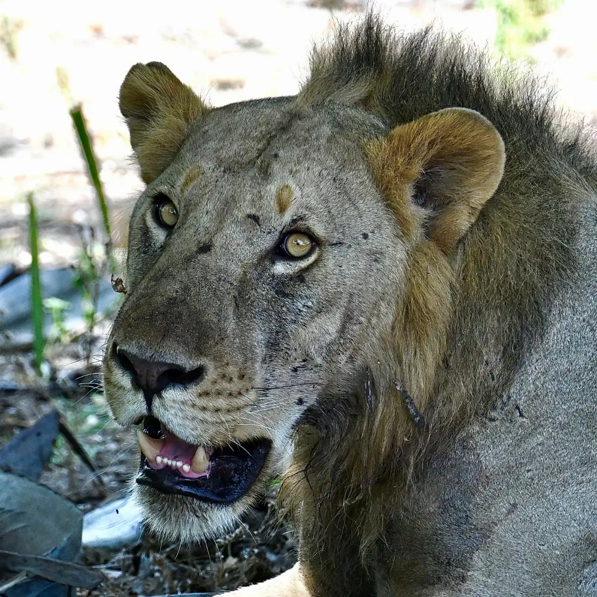Dans le regard d'une lionne