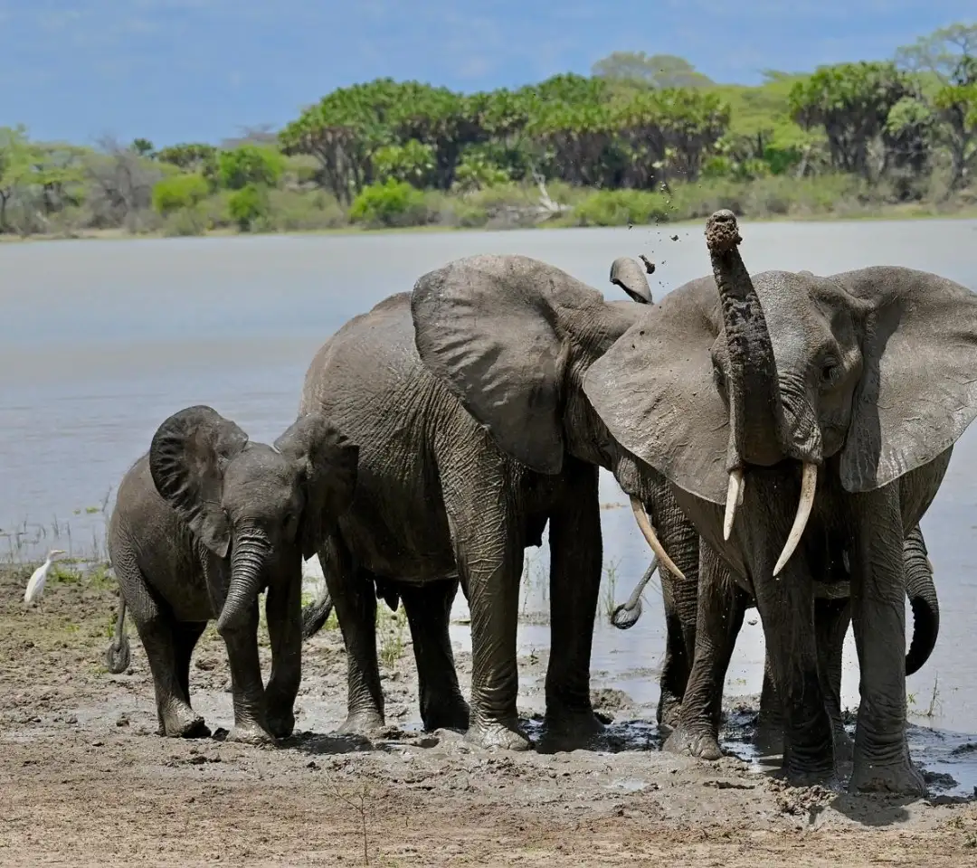 Famille d'éléphants