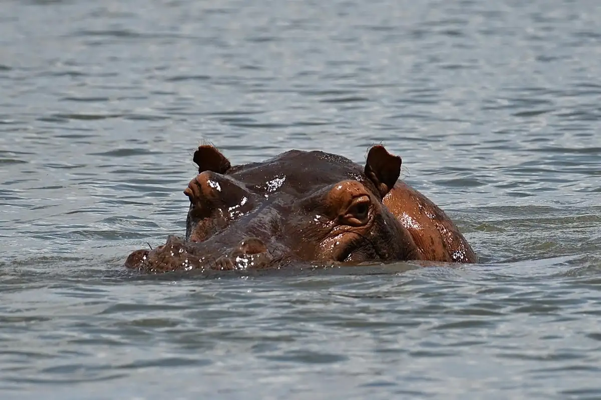 Hippopotame
