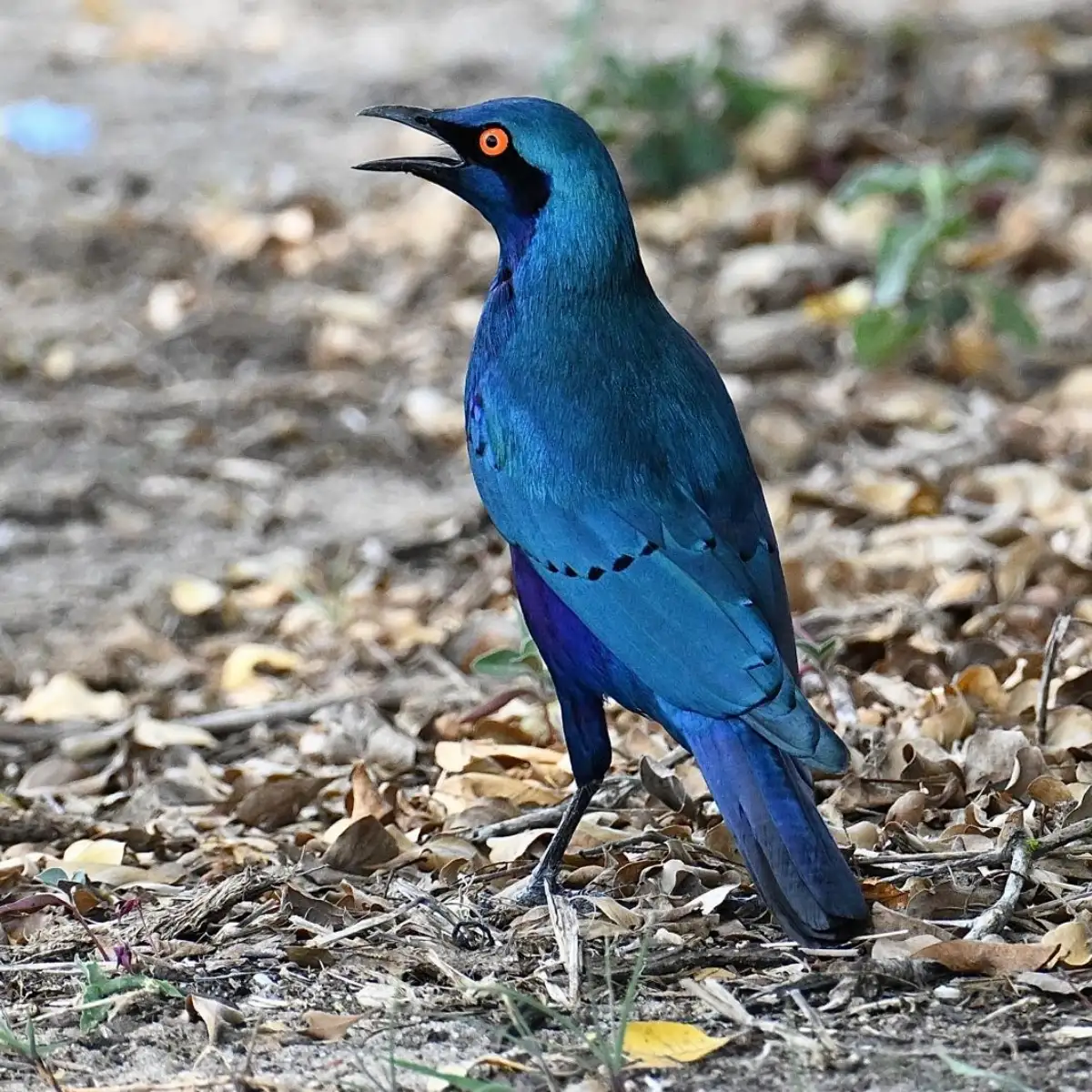 L'oiseau bleu prend la pose