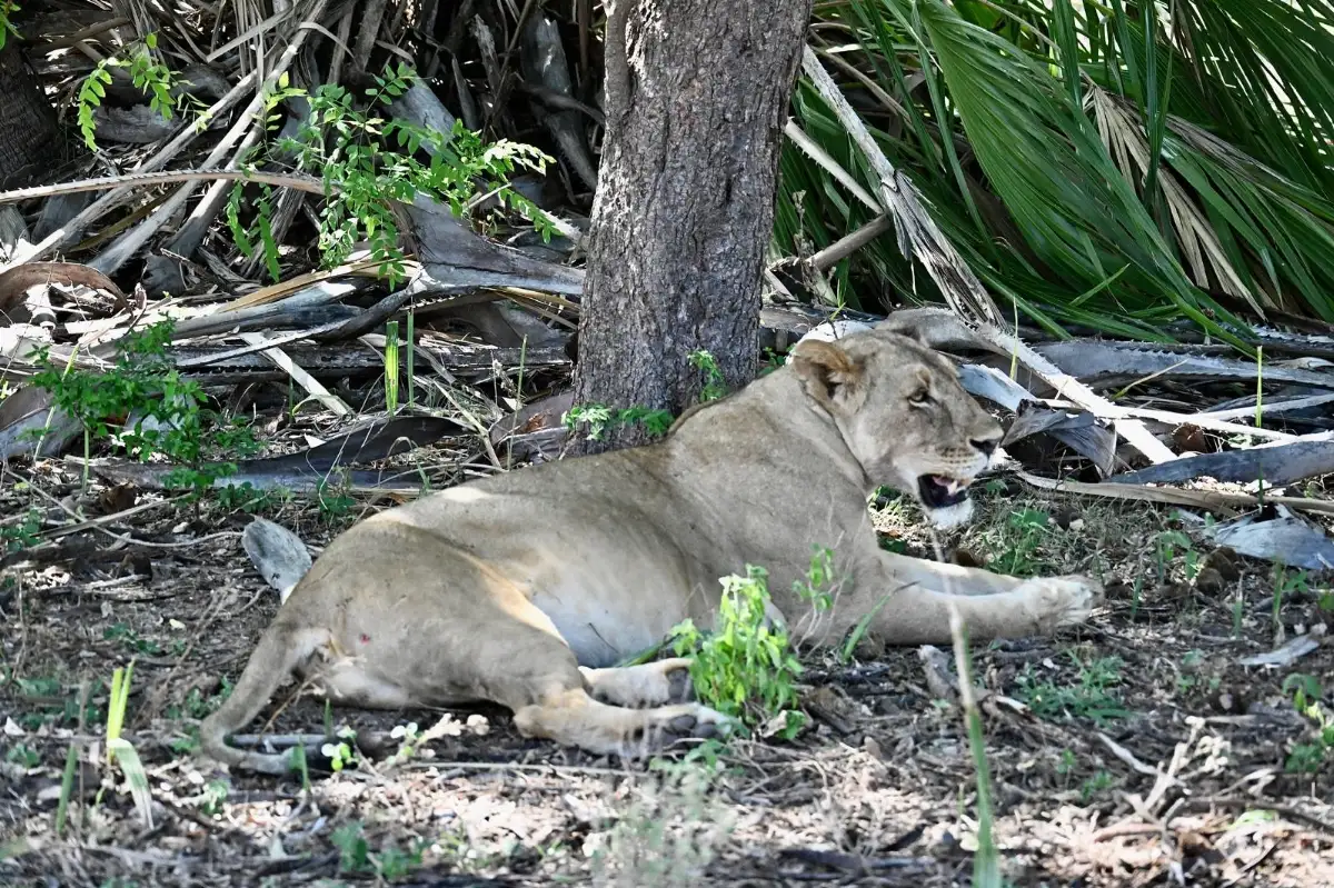 Le repos d'une chasseresse