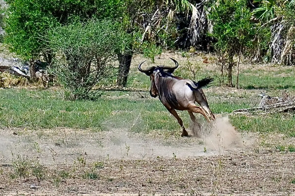 Un gnou (aussi appelé wildebeest)