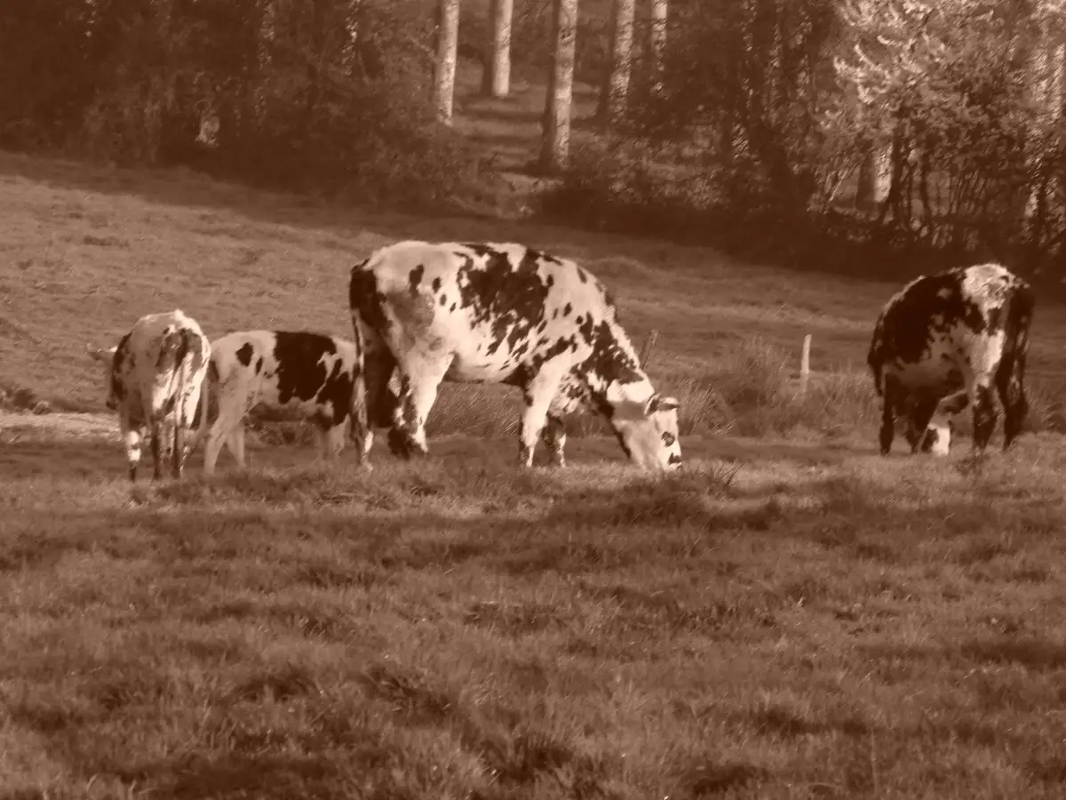 Un air de campagne 2