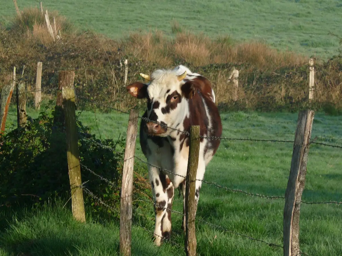 Un air de campagne 3